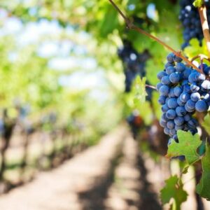 Visite d'un Vignoble Valence