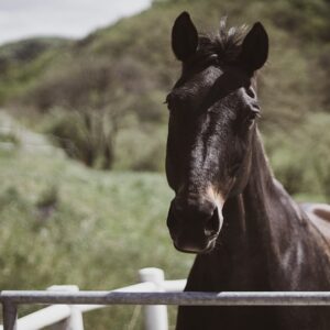 Horse Riding Albufeira