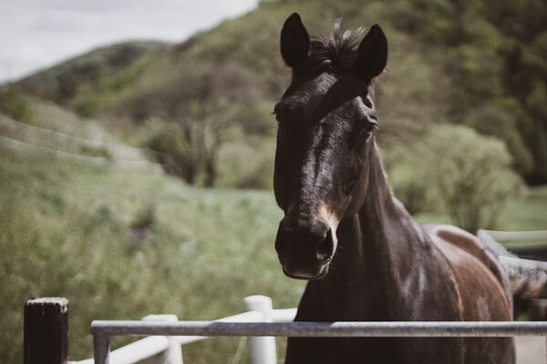 Horse Riding Albufeira